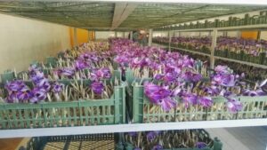 تولید زعفران گلخانه‌ای به روش هواکشت در سنندج